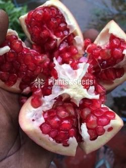 Red angle pomegranate