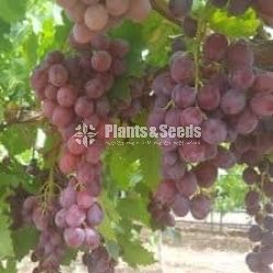 Grapes Plants