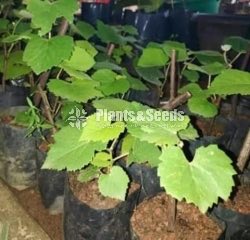 Grapes Plants