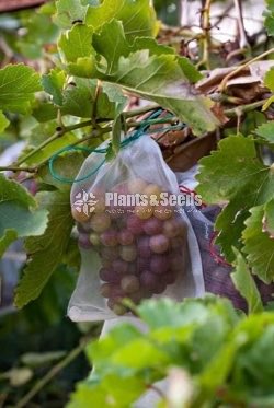 Grapes Plants