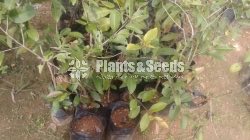 Madan Plants