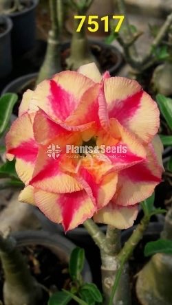  Adenium