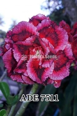  Adenium