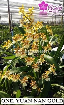 Oncidium Seeds