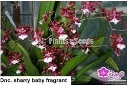 Oncidium Seeds