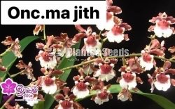 Oncidium Seeds