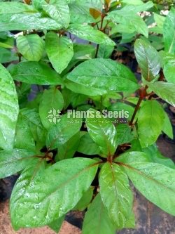 Ayurvedic-Arunalu Plants