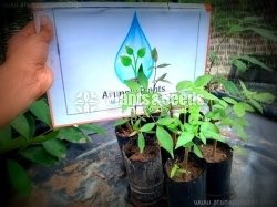 Ayurvedic-Arunalu Plants