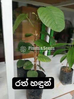 Ayurvedic Plants-Sara AGRO