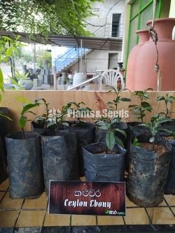 Ayurvedic Plants-Sara AGRO