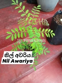 Ayurvedic Plants-Sara AGRO