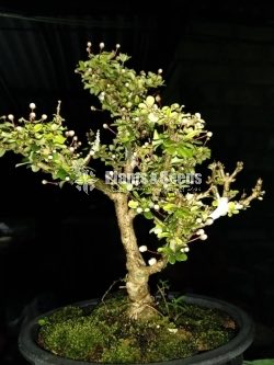 Bonsai-malpigia coccigerra