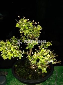 Bonsai-malpigia coccigerra