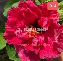 Hybrid Hibiscus grafted small plants