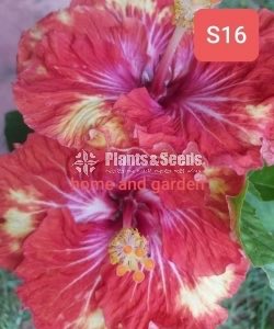 Hybrid Hibiscus grafted small plants