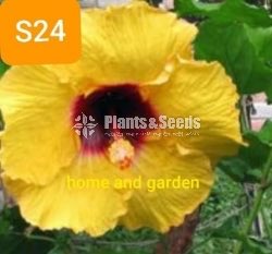 Hybrid Hibiscus grafted small plants