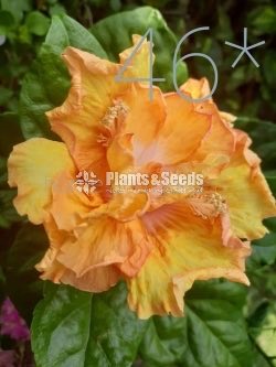 Hybrid Hibiscus grafted small plants