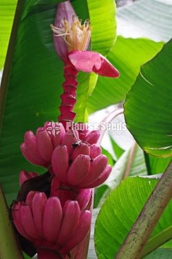 Dewol Kesel(Banana Plant)