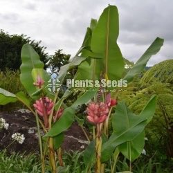 Dewol Kesel(Banana Plant)