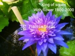 King of Siam with Flowers