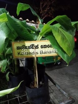 Bud Fruit Plants 