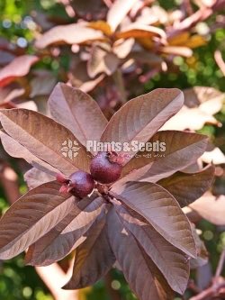 Bud Fruit Plants 