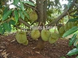 Bud Fruit Plants 