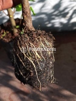 Red Angel Pomegranate Plants