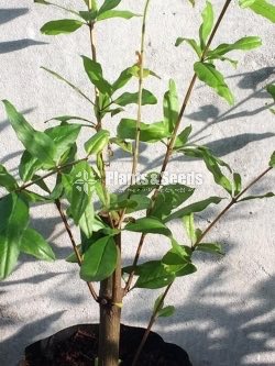 Red Angel Pomegranate Plants