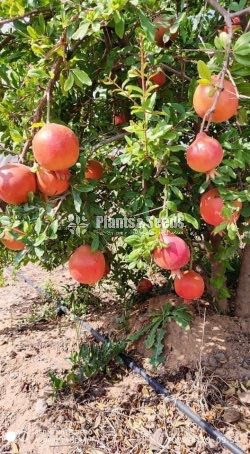 Red Angel Pomegranate Plants