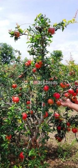 Red Angel Pomegranate Plants