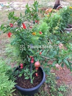 Red Angel Pomegranate Plants