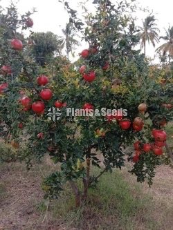 Red Angel Pomegranate Plants