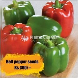 Bell pepper Seeds