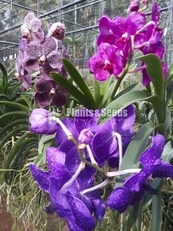 Vanda Plants with Flowers 