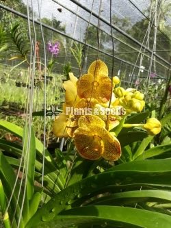 Vanda Plants with Flowers 