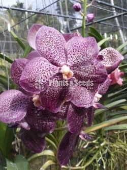 Vanda Plants with Flowers 