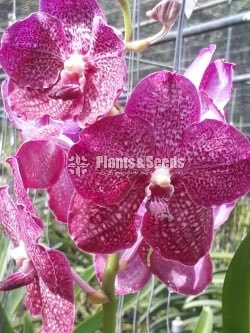 Vanda Plants with Flowers 