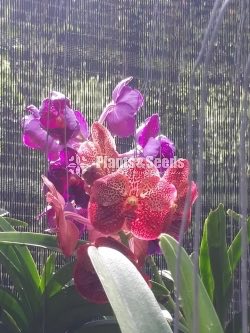 Vanda Plants with Flowers 