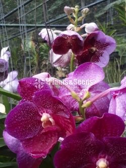 Vanda Plants with Flowers 