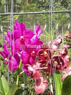 Vanda Plants with Flowers 