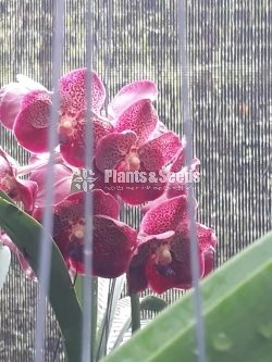 Vanda Plants with Flowers 