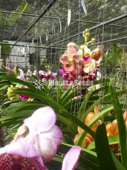 Vanda Plants with Flowers 