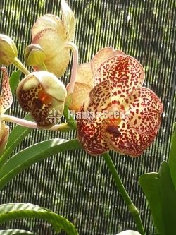 Vanda Plants with Flowers 