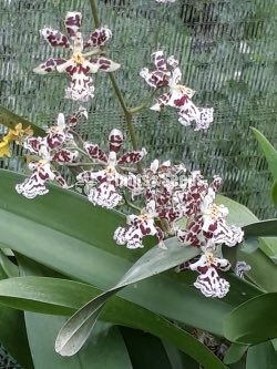 Oncidium Orchids