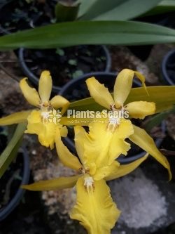 Oncidium Orchids