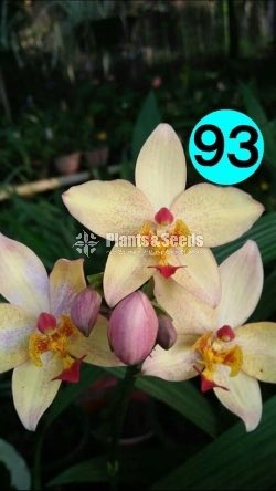 Ground Orchid 25 types