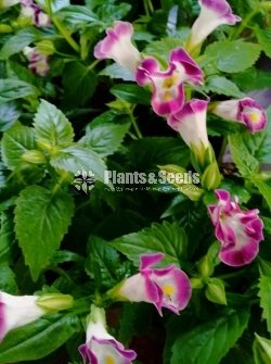 Torenia