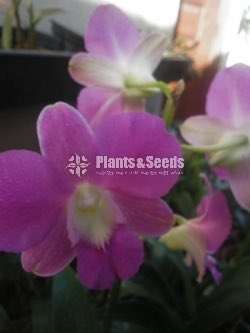 Dendrobium Orchid collection