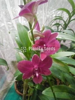 Dendrobium Orchid collection